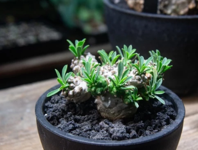 Euphorbia 'Gabisan' 5 Pieces Seeds
