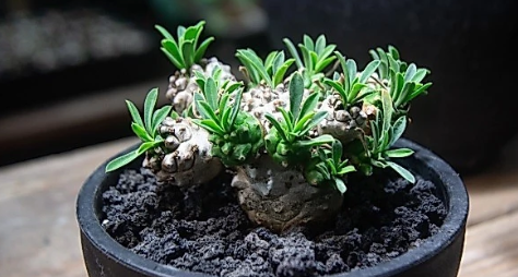 Euphorbia 'Gabisan' 5 Pieces Seeds
