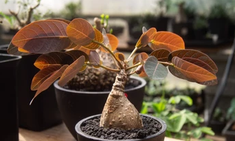 Phyllanthus mirabilis Orange Leaf Form 5 Pieces Seeds