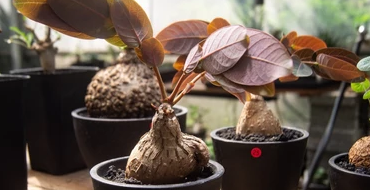 Phyllanthus mirabilis Orange Leaf Form 5 Pieces Seeds