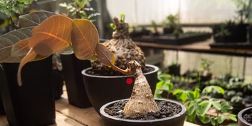 Phyllanthus mirabilis Orange Leaf Form 5 Pieces Seeds