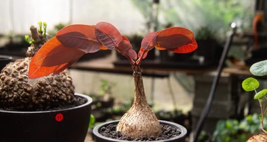 Phyllanthus mirabilis Orange Leaf Form 5 Pieces Seeds