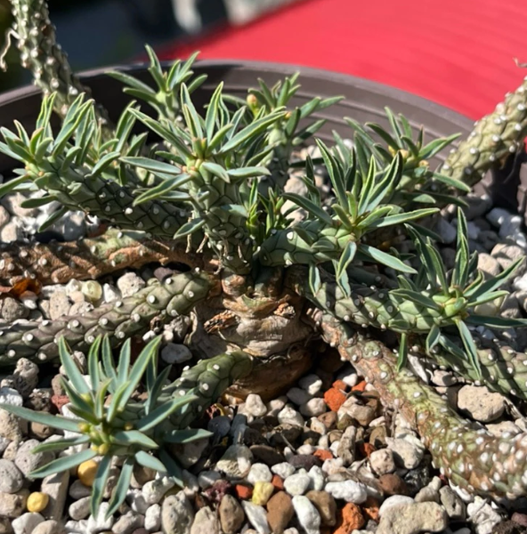 Euphorbia maleolens 5 Pieces Seeds