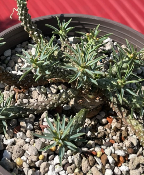 Euphorbia maleolens 5 Pieces Seeds