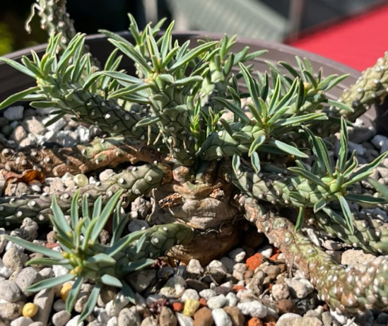 Euphorbia maleolens 5 Pieces Seeds