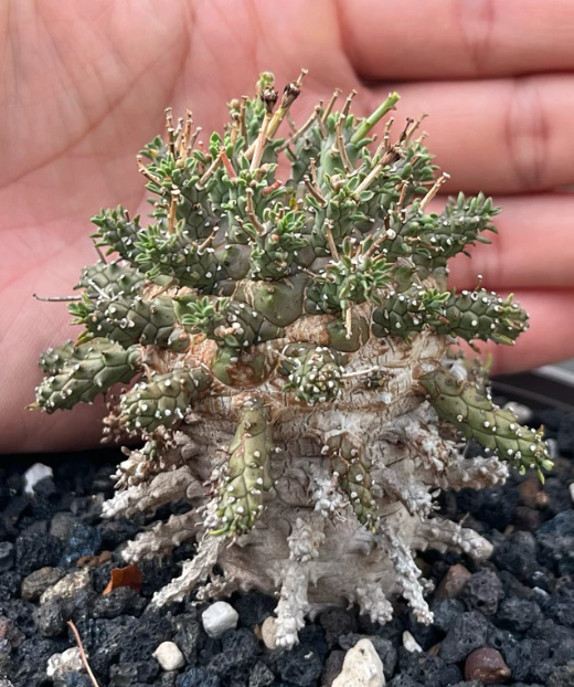 Euphorbia decepta 8 Pieces Seeds