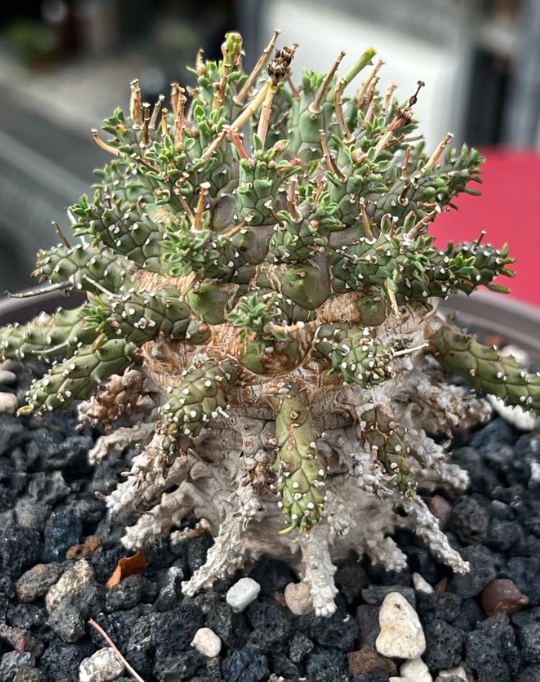 Euphorbia decepta 8 Pieces Seeds