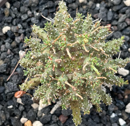 Euphorbia decepta 8 Pieces Seeds