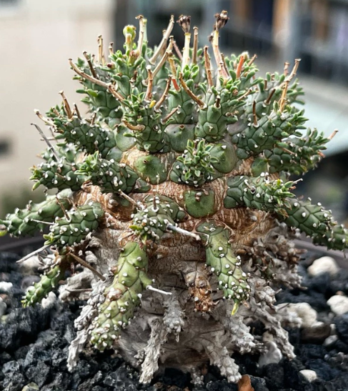 Euphorbia decepta 8 Pieces Seeds