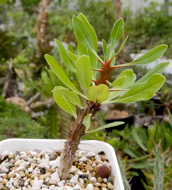Fouquieria ochoterenae 10 Pieces Seeds
