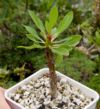 Fouquieria ochoterenae 10 Pieces Seeds