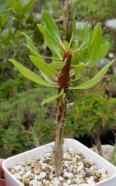 Fouquieria ochoterenae 10 Pieces Seeds