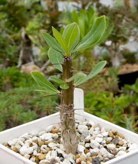 Fouquieria ochoterenae 10 Pieces Seeds