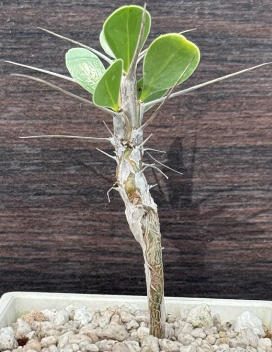 Fouquieria shrevei 6 Pieces Seeds
