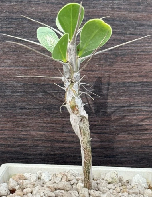 Fouquieria shrevei 6 Pieces Seeds