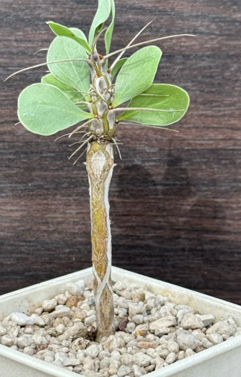 Fouquieria shrevei 6 Pieces Seeds