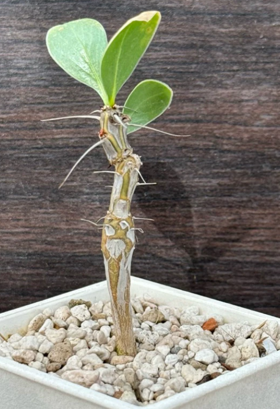 Fouquieria shrevei 6 Pieces Seeds
