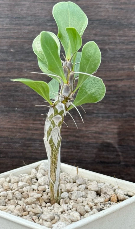 Fouquieria shrevei 6 Pieces Seeds