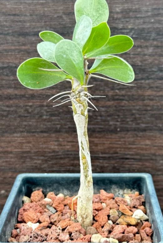 Fouquieria shrevei 6 Pieces Seeds