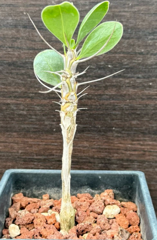 Fouquieria shrevei 6 Pieces Seeds