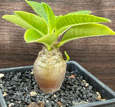 Pachypodium windsorii 8 Pieces Seeds