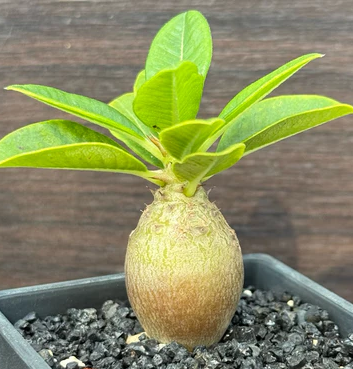 Pachypodium windsorii 8 Pieces Seeds