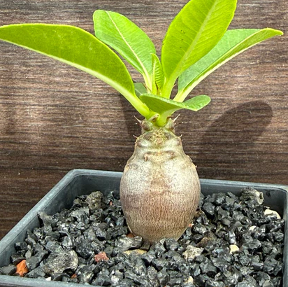 Pachypodium windsorii 8 Pieces Seeds