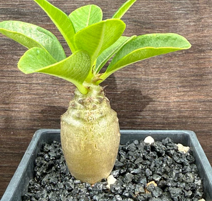 Pachypodium windsorii 8 Pieces Seeds