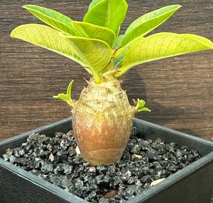 Pachypodium windsorii 8 Pieces Seeds