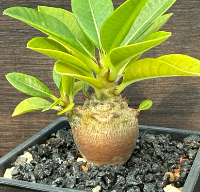 Pachypodium windsorii 8 Pieces Seeds