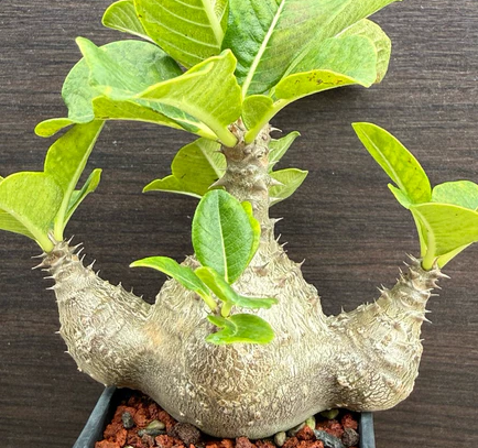 Pachypodium windsorii 8 Pieces Seeds