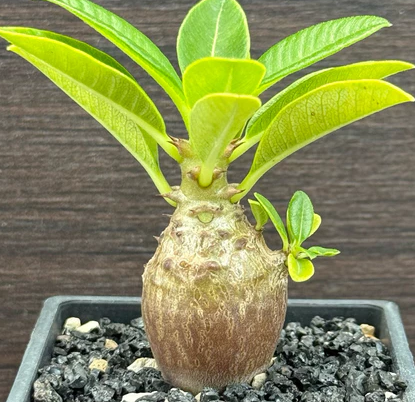 Pachypodium windsorii 8 Pieces Seeds