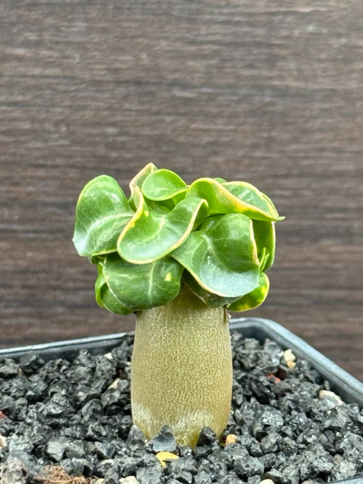 Adenium arabicum Phnom Penh CDP 6 Pieces Seeds