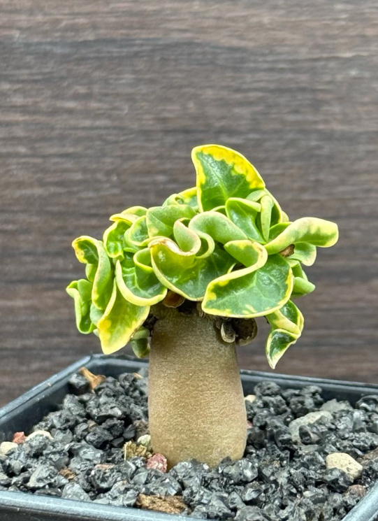 Adenium arabicum Phnom Penh CDP 6 Pieces Seeds