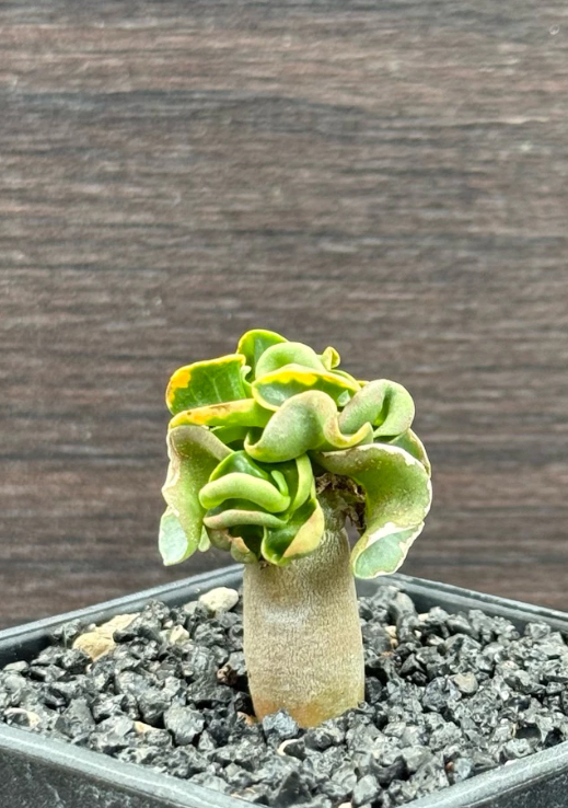 Adenium arabicum Phnom Penh CDP 6 Pieces Seeds