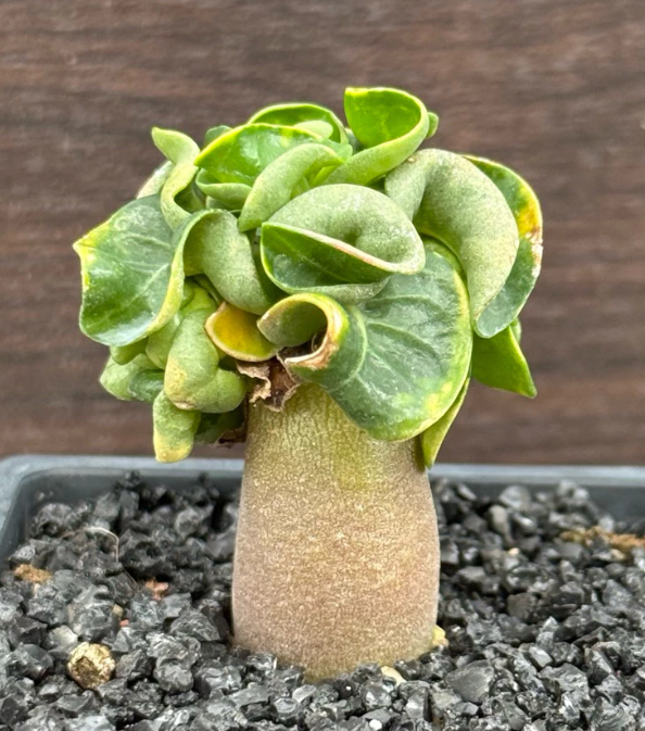 Adenium arabicum Phnom Penh CDP 6 Pieces Seeds