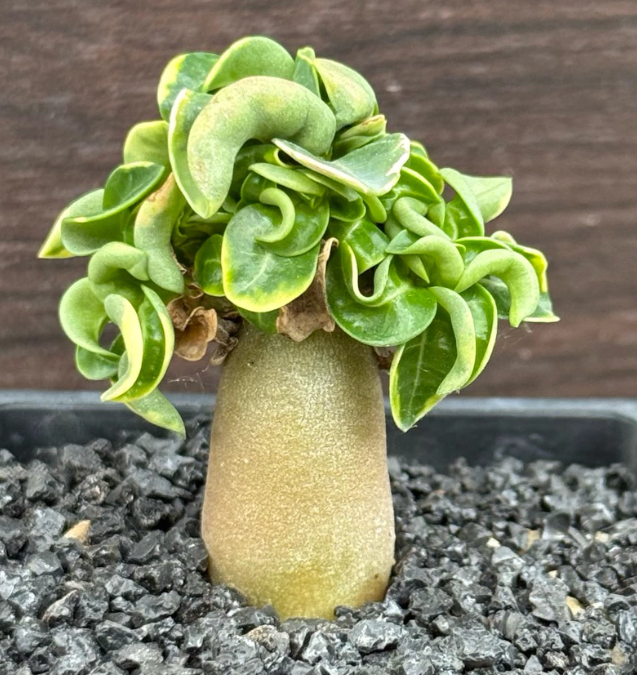 Adenium arabicum Phnom Penh CDP 6 Pieces Seeds