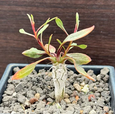 Fouquieria columnaris 6 Pieces Seeds