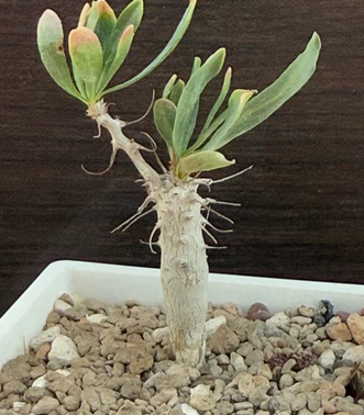 Fouquieria columnaris 6 Pieces Seeds