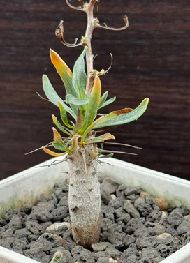 Fouquieria columnaris 6 Pieces Seeds