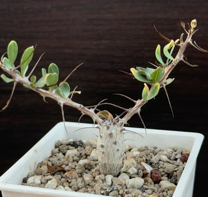 Fouquieria columnaris 6 Pieces Seeds