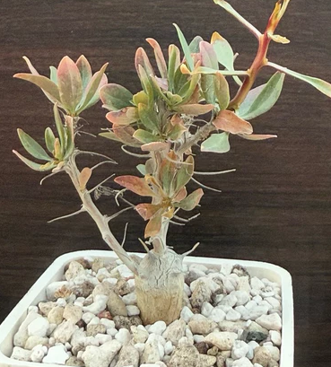 Fouquieria columnaris 6 Pieces Seeds