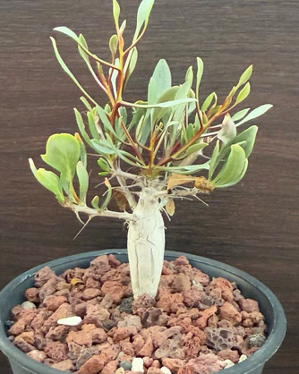 Fouquieria columnaris 6 Pieces Seeds
