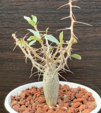 Fouquieria columnaris 6 Pieces Seeds