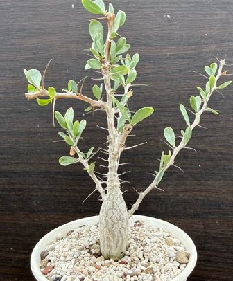 Fouquieria columnaris 6 Pieces Seeds