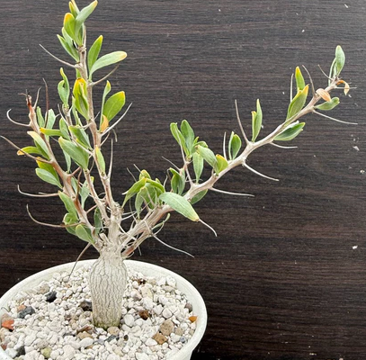 Fouquieria columnaris 6 Pieces Seeds