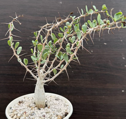 Fouquieria columnaris 6 Pieces Seeds