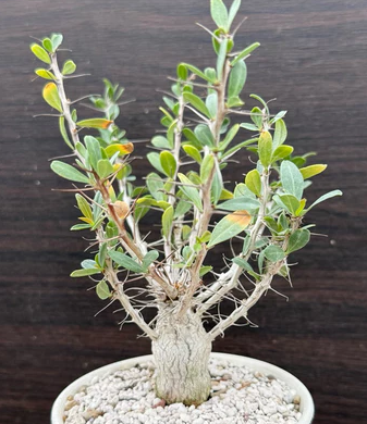 Fouquieria columnaris 6 Pieces Seeds