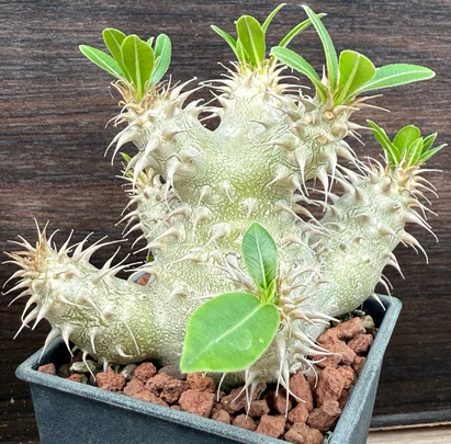 Pachypodium makayense 6 Pieces Seeds