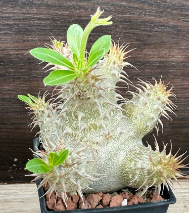 Pachypodium makayense 6 Pieces Seeds